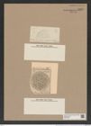 Stephanopyxis grossecellulata Pant. (de-Toni-Nr.: Genus 187, Species 4625) Zeichnungen Sammlung Grunow Nr. 8267 (NHMW-BOT-W0377663)